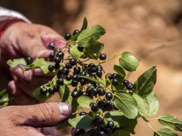 Estudio comprueba que la producción de maqui en la zona centro es más resistente al estrés hídrico