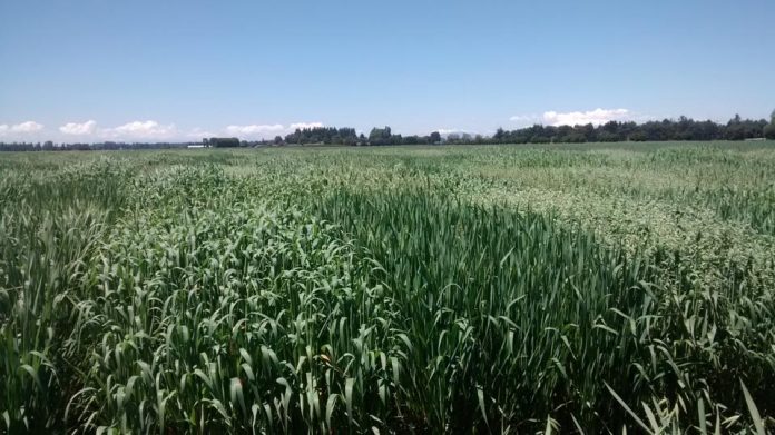 Estudio demostró que aporte en I+D+i de INIA aumentó en hasta 0,58 % la productividad de agricultores nacionales