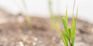 Programa de Recuperación de Suelos Agrícolas Degradados