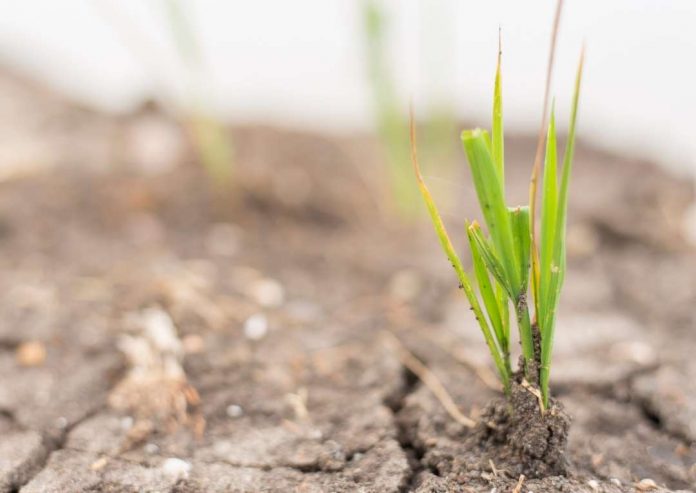 Programa de Recuperación de Suelos Agrícolas Degradados