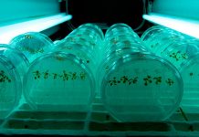 Red Chilena de Bioinsumos - Conectando actores para avanzar a una agricultura más sustentable