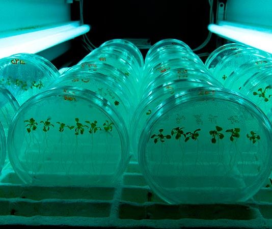 Red Chilena de Bioinsumos - Conectando actores para avanzar a una agricultura más sustentable