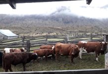 SAG trabaja en terreno para detectar Tuberculosis Bovina en la región de Aysén