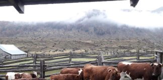 SAG trabaja en terreno para detectar Tuberculosis Bovina en la región de Aysén