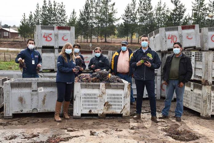 Seis centros de acopio benefician a más de mil familias campesinas de Ñuble