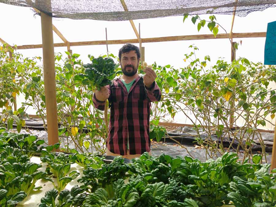 Tatsoi, la planta más popular de Asia también se cultiva en Coquimbo