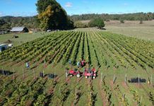 Viña Casa Klocker Prambs de Frutillar marca hito histórico con la primera vendimia y vinificación de su proyecto de elaboración de vinos espumantes