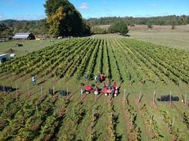 Viña Casa Klocker Prambs de Frutillar marca hito histórico con la primera vendimia y vinificación de su proyecto de elaboración de vinos espumantes