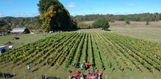 Viña Casa Klocker Prambs de Frutillar marca hito histórico con la primera vendimia y vinificación de su proyecto de elaboración de vinos espumantes