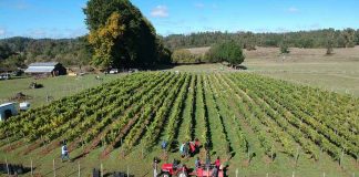 Viña Casa Klocker Prambs de Frutillar marca hito histórico con la primera vendimia y vinificación de su proyecto de elaboración de vinos espumantes