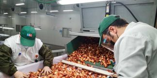 Más de 5 millones 679 mil cajas se inspeccionaron esta temporada: 74% aumentó el número de cajas inspeccionadas con destino a EE.UU en Sitio de Inspección SAG / USDA-APHIS / ASOEX  de Cabrero