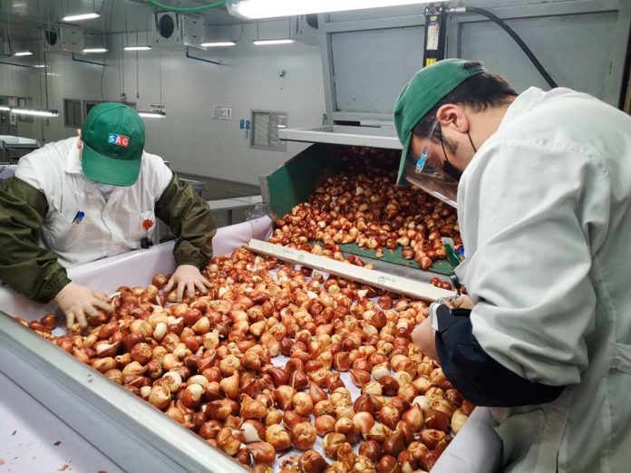 Más de 5 millones 679 mil cajas se inspeccionaron esta temporada: 74% aumentó el número de cajas inspeccionadas con destino a EE.UU en Sitio de Inspección SAG / USDA-APHIS / ASOEX  de Cabrero