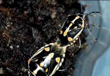 INIA presenta nueva publicación: Protocolo de manejo de Bagrada hilaris