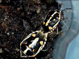 INIA presenta nueva publicación: Protocolo de manejo de Bagrada hilaris