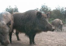 Conaf Aysén destaca asesoría brindada por experto de Veterinaria UdeC en estudio y gestión del ciervo rojo y jabalí