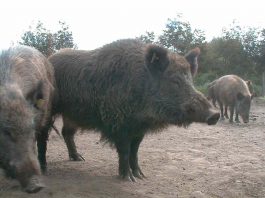 Conaf Aysén destaca asesoría brindada por experto de Veterinaria UdeC en estudio y gestión del ciervo rojo y jabalí