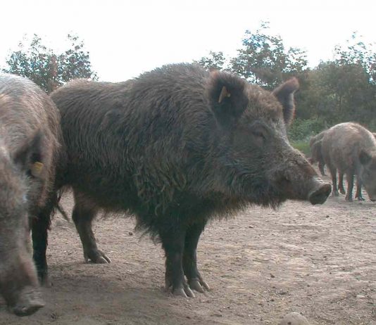Conaf Aysén destaca asesoría brindada por experto de Veterinaria UdeC en estudio y gestión del ciervo rojo y jabalí