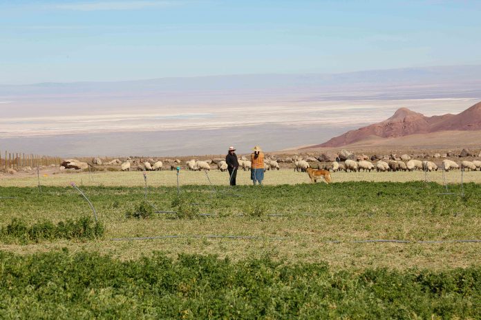 DÍA CONTRA LA DESERTIFICACIÓN Y LA SEQUÍA: PEQUEÑOS AGRICULTORES PUEDEN SER PROTAGONISTAS PARA MEJORAR SUS SISTEMAS DE RIEGO Y SUELOS