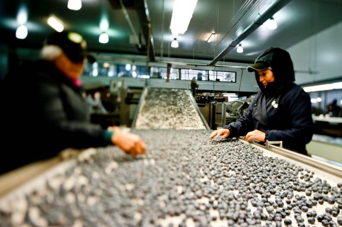 FIA destina $160 millones en nueva convocatoria para proyectos de innovación en La Araucanía