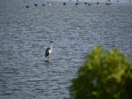 Humedal Parque La Isla reúne a conconinos en la búsqueda de su conservación