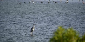 Humedal Parque La Isla reúne a conconinos en la búsqueda de su conservación