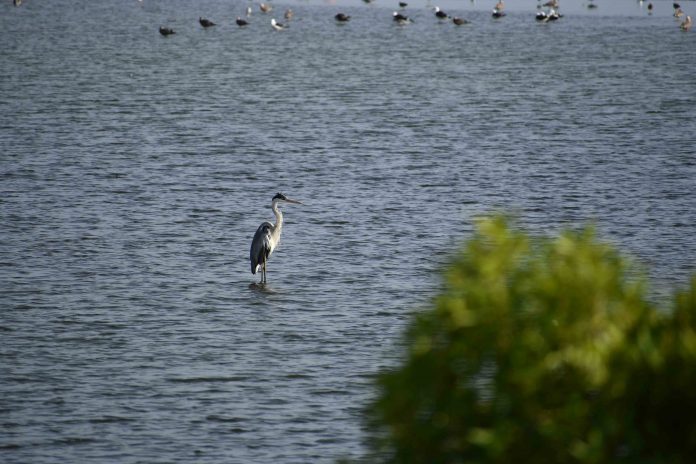 Humedal Parque La Isla reúne a conconinos en la búsqueda de su conservación