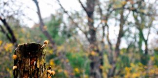 Inicio del mes del Medioambiente celebraron forma conjunta instituciones ligadas al agro y el turismo