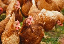 Reporte destaca a empresas chilenas comprometidas con el bienestar animal Unifood, Clementina y Hotel Explora, reportaron sus avances en la implementación de compromisos libres de jaulas para gallinas ponedoras de huevo. La ONG internacional Sinergia Animal lanzó su reporte de seguimiento a 60 empresas de la industria alimentaria, comprometidas con dejar de utilizar huevos provenientes de jaulas en batería. El estudio que incluye a Chile, Colombia y Argentina, tiene como objetivo visibilizar el nivel de transición hacia sistemas libres de confinamiento en jaulas, una medida que garantiza mejores condiciones de vida para las gallinas ponedoras. “Este año destacamos que el nivel de participación de las empresas chilenas se duplicó, al comparar los resultados que obtuvimos en 2020. En tiempos desafiantes, como los que vivimos, nos complace anunciar que los resultados se han duplicado en Latinoamérica al ser comparados con la edición anterior”, afirmó Diamela Covarrubias, directora de Asuntos Corporativos de Sinergia Animal. Entre los resultados del estudio se encuentra que un 31% de las empresas ya han completado un cambio en su cadena de suministro igual o superior al 80% para los huevos frescos, un 23% declara progresos a nivel regional en los productos que contienen huevo y un 15% afirma avanzar en relación a los huevos procesados. “Estas cifras demuestran que las políticas libres de jaulas no solo son viables, sino que también tienen éxito en un plazo mucho menor a las fechas límites de los compromisos contemplados para el año 2025”, aseguró Covarrubias. En total, 4 empresas chilenas, 4 argentinas, 11 colombianas y 8 multinacionales como Grupo Bimbo, Subway, Unilever y Marriott respondieron satisfactoriamente al reporte. Si bien la organización celebra los resultados, aún considera que hay compañías comprometidas que no están reportando su progreso con transparencia. “Continuaremos dirigiendo nuestros esfuerzos hacia grandes marcas como G&N Brands, Carl 's Jr. Chile y otras que aún no han respondido a nuestro llamado. Es fundamental que los consumidores sepan el grado de cumplimiento de este compromiso, tan urgente para los animales y la seguridad alimentaria”, concluyó Covarrubias. En Chile, cerca de 15 millones de gallinas ponedoras son utilizadas por la industria del huevo y el 98% de ellas se encuentra en jaulas en batería. Este modelo de producción ha sido ampliamente cuestionado e incluso prohibido en numerosos países. Las aves apenas pueden caminar y extender sus alas, lo que las obliga a llevar una vida altamente restringida: no pueden realizar gran parte de sus comportamientos naturales, sufren lesiones y desarrollan enfermedades dolorosas. Por esta razón, la ONG ha trabajado con empresas del sector alimentario para eliminar gradualmente estos sistemas con una transición a proveedores de huevos 100% libres de jaulas. Para saber más sobre el reporte, visita a www.cagefreetracker.com. Acerca de Sinergia Animal Sinergia Animal es una organización internacional de protección animal que trabaja en países del Sur Global para reducir el sufrimiento de los animales de granja y promover elecciones alimentarias más compasivas. Somos reconocidos como una de las ONGs de protección animal más efectivas del mundo por Animal Charity Evaluators (ACE).