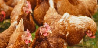 Reporte destaca a empresas chilenas comprometidas con el bienestar animal Unifood, Clementina y Hotel Explora, reportaron sus avances en la implementación de compromisos libres de jaulas para gallinas ponedoras de huevo. La ONG internacional Sinergia Animal lanzó su reporte de seguimiento a 60 empresas de la industria alimentaria, comprometidas con dejar de utilizar huevos provenientes de jaulas en batería. El estudio que incluye a Chile, Colombia y Argentina, tiene como objetivo visibilizar el nivel de transición hacia sistemas libres de confinamiento en jaulas, una medida que garantiza mejores condiciones de vida para las gallinas ponedoras. “Este año destacamos que el nivel de participación de las empresas chilenas se duplicó, al comparar los resultados que obtuvimos en 2020. En tiempos desafiantes, como los que vivimos, nos complace anunciar que los resultados se han duplicado en Latinoamérica al ser comparados con la edición anterior”, afirmó Diamela Covarrubias, directora de Asuntos Corporativos de Sinergia Animal. Entre los resultados del estudio se encuentra que un 31% de las empresas ya han completado un cambio en su cadena de suministro igual o superior al 80% para los huevos frescos, un 23% declara progresos a nivel regional en los productos que contienen huevo y un 15% afirma avanzar en relación a los huevos procesados. “Estas cifras demuestran que las políticas libres de jaulas no solo son viables, sino que también tienen éxito en un plazo mucho menor a las fechas límites de los compromisos contemplados para el año 2025”, aseguró Covarrubias. En total, 4 empresas chilenas, 4 argentinas, 11 colombianas y 8 multinacionales como Grupo Bimbo, Subway, Unilever y Marriott respondieron satisfactoriamente al reporte. Si bien la organización celebra los resultados, aún considera que hay compañías comprometidas que no están reportando su progreso con transparencia. “Continuaremos dirigiendo nuestros esfuerzos hacia grandes marcas como G&N Brands, Carl 's Jr. Chile y otras que aún no han respondido a nuestro llamado. Es fundamental que los consumidores sepan el grado de cumplimiento de este compromiso, tan urgente para los animales y la seguridad alimentaria”, concluyó Covarrubias. En Chile, cerca de 15 millones de gallinas ponedoras son utilizadas por la industria del huevo y el 98% de ellas se encuentra en jaulas en batería. Este modelo de producción ha sido ampliamente cuestionado e incluso prohibido en numerosos países. Las aves apenas pueden caminar y extender sus alas, lo que las obliga a llevar una vida altamente restringida: no pueden realizar gran parte de sus comportamientos naturales, sufren lesiones y desarrollan enfermedades dolorosas. Por esta razón, la ONG ha trabajado con empresas del sector alimentario para eliminar gradualmente estos sistemas con una transición a proveedores de huevos 100% libres de jaulas. Para saber más sobre el reporte, visita a www.cagefreetracker.com. Acerca de Sinergia Animal Sinergia Animal es una organización internacional de protección animal que trabaja en países del Sur Global para reducir el sufrimiento de los animales de granja y promover elecciones alimentarias más compasivas. Somos reconocidos como una de las ONGs de protección animal más efectivas del mundo por Animal Charity Evaluators (ACE).