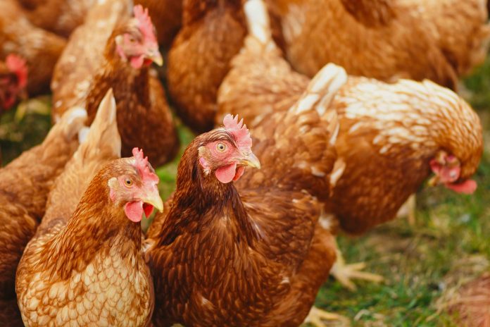 Reporte destaca a empresas chilenas comprometidas con el bienestar animal Unifood, Clementina y Hotel Explora, reportaron sus avances en la implementación de compromisos libres de jaulas para gallinas ponedoras de huevo. La ONG internacional Sinergia Animal lanzó su reporte de seguimiento a 60 empresas de la industria alimentaria, comprometidas con dejar de utilizar huevos provenientes de jaulas en batería. El estudio que incluye a Chile, Colombia y Argentina, tiene como objetivo visibilizar el nivel de transición hacia sistemas libres de confinamiento en jaulas, una medida que garantiza mejores condiciones de vida para las gallinas ponedoras. “Este año destacamos que el nivel de participación de las empresas chilenas se duplicó, al comparar los resultados que obtuvimos en 2020. En tiempos desafiantes, como los que vivimos, nos complace anunciar que los resultados se han duplicado en Latinoamérica al ser comparados con la edición anterior”, afirmó Diamela Covarrubias, directora de Asuntos Corporativos de Sinergia Animal. Entre los resultados del estudio se encuentra que un 31% de las empresas ya han completado un cambio en su cadena de suministro igual o superior al 80% para los huevos frescos, un 23% declara progresos a nivel regional en los productos que contienen huevo y un 15% afirma avanzar en relación a los huevos procesados. “Estas cifras demuestran que las políticas libres de jaulas no solo son viables, sino que también tienen éxito en un plazo mucho menor a las fechas límites de los compromisos contemplados para el año 2025”, aseguró Covarrubias. En total, 4 empresas chilenas, 4 argentinas, 11 colombianas y 8 multinacionales como Grupo Bimbo, Subway, Unilever y Marriott respondieron satisfactoriamente al reporte. Si bien la organización celebra los resultados, aún considera que hay compañías comprometidas que no están reportando su progreso con transparencia. “Continuaremos dirigiendo nuestros esfuerzos hacia grandes marcas como G&N Brands, Carl 's Jr. Chile y otras que aún no han respondido a nuestro llamado. Es fundamental que los consumidores sepan el grado de cumplimiento de este compromiso, tan urgente para los animales y la seguridad alimentaria”, concluyó Covarrubias. En Chile, cerca de 15 millones de gallinas ponedoras son utilizadas por la industria del huevo y el 98% de ellas se encuentra en jaulas en batería. Este modelo de producción ha sido ampliamente cuestionado e incluso prohibido en numerosos países. Las aves apenas pueden caminar y extender sus alas, lo que las obliga a llevar una vida altamente restringida: no pueden realizar gran parte de sus comportamientos naturales, sufren lesiones y desarrollan enfermedades dolorosas. Por esta razón, la ONG ha trabajado con empresas del sector alimentario para eliminar gradualmente estos sistemas con una transición a proveedores de huevos 100% libres de jaulas. Para saber más sobre el reporte, visita a www.cagefreetracker.com. Acerca de Sinergia Animal Sinergia Animal es una organización internacional de protección animal que trabaja en países del Sur Global para reducir el sufrimiento de los animales de granja y promover elecciones alimentarias más compasivas. Somos reconocidos como una de las ONGs de protección animal más efectivas del mundo por Animal Charity Evaluators (ACE).