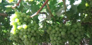 Uvas de Exportación