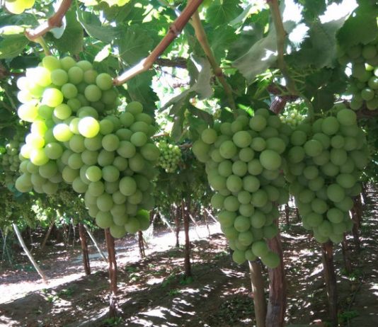 Uvas de Exportación