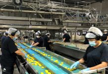 Aconcagua Foods apuesta por diez nuevas variedades de durazno para sus próximas temporadas