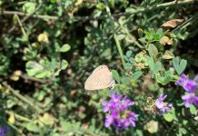 Buenas prácticas de cultivo de alfalfa contribuyen a conservación del Picaflor de Arica en Camarones