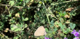 Buenas prácticas de cultivo de alfalfa contribuyen a conservación del Picaflor de Arica en Camarones