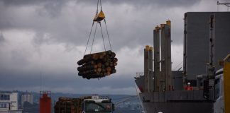 Desde Puerto Montt saldrá primera exportación de rollizos de pino a granel