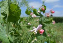 Especialistas llaman a participar en el segundo congreso chileno de Agroecología