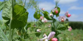 Especialistas llaman a participar en el segundo congreso chileno de Agroecología