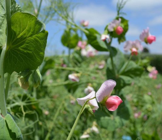 Especialistas llaman a participar en el segundo congreso chileno de Agroecología