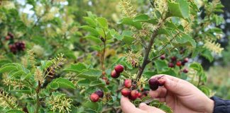 FIA participa en panel de mentores en premio a la Innovación Juvenil Rural de América Latina