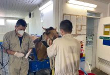 Hospital Veterinario UdeC Chillán y Clínica Veterinaria de Concepción siguen atendiendo mascotas y animales