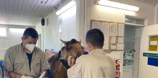 Hospital Veterinario UdeC Chillán y Clínica Veterinaria de Concepción siguen atendiendo mascotas y animales