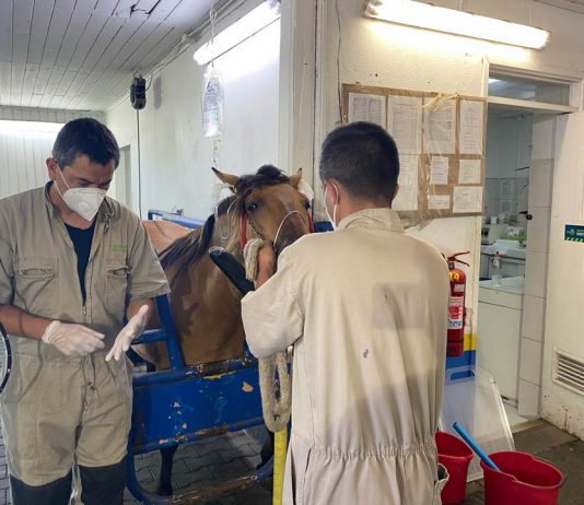 Hospital Veterinario UdeC Chillán y Clínica Veterinaria de Concepción siguen atendiendo mascotas y animales