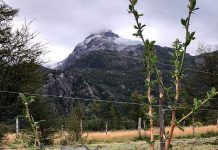 Innovador proyecto en la Región de Aysén busca domesticar calafate y maqui