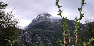 Innovador proyecto en la Región de Aysén busca domesticar calafate y maqui