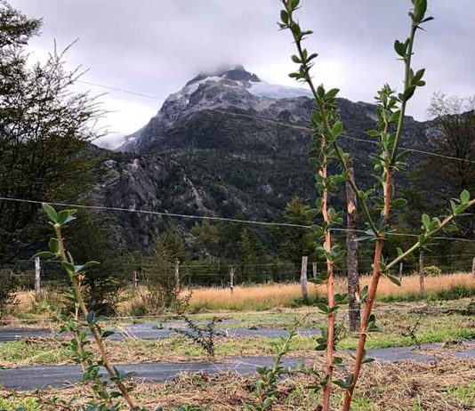 Innovador proyecto en la Región de Aysén busca domesticar calafate y maqui