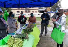 Instalan “Mercado Simulado” en Río Bueno para diferenciar productos hortícolas agroecológicos