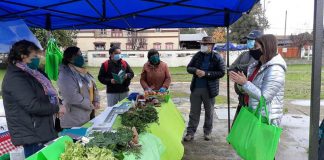 Instalan “Mercado Simulado” en Río Bueno para diferenciar productos hortícolas agroecológicos