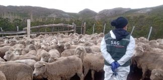 Más once mil animales han sido atendidos gracias al componente sanitario del Programa Ovino que ejecuta el SAG