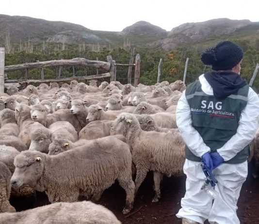 Más once mil animales han sido atendidos gracias al componente sanitario del Programa Ovino que ejecuta el SAG